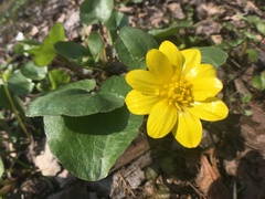 Ficaria verna