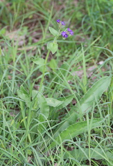 Anchusa officinalis