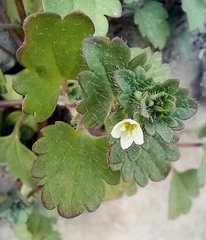 Veronica cymbalaria