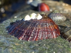 Patella ulyssiponensis