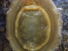 Patella ulyssiponensis