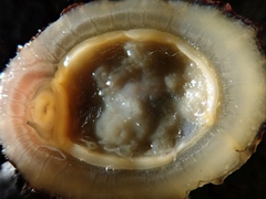 Patella ulyssiponensis