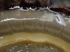 Patella ulyssiponensis