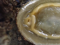 Patella ulyssiponensis