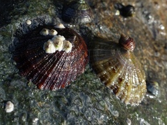 Patella ulyssiponensis