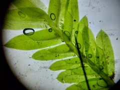 Fissidens taxifolius