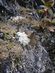 Stereocaulon saxatile