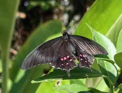 Heraclides rogeri pharnaces