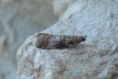 Acrobasis advenella
