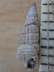 Bittium reticulatum
