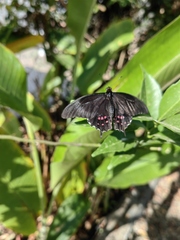 Heraclides rogeri pharnaces