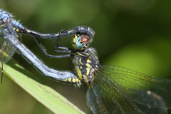 Trithemis stictica
