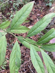 Itea virginica