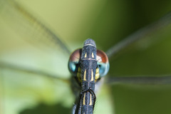 Trithemis stictica