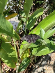 Heraclides rogeri pharnaces