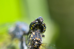 Trithemis stictica