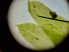Fissidens taxifolius