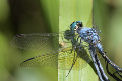Trithemis stictica