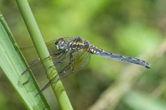 Trithemis stictica