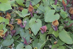 Aristolochia baetica