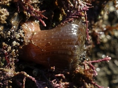 Anthopleura ballii