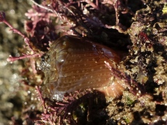 Anthopleura ballii