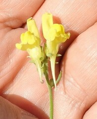 Linaria supina