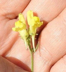 Linaria supina