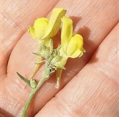 Linaria supina