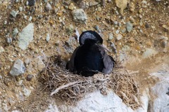 Phalacrocorax punctatus