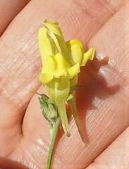 Linaria supina