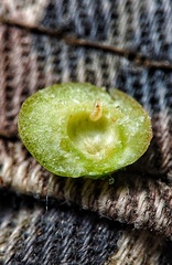Harmandiola tremulae