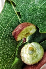 Harmandiola tremulae