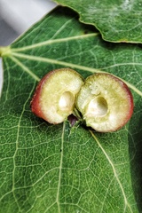 Harmandiola tremulae