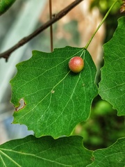 Harmandiola tremulae
