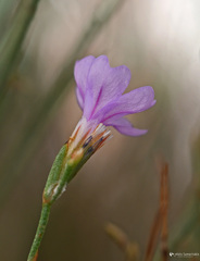 Limonium virgatum