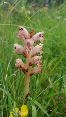 Orobanche caryophyllacea
