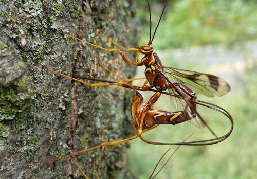 Long-tailed giant ichneumon wasp