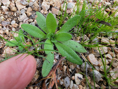 Plagiobothrys arizonicus