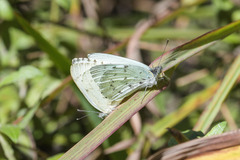 Dixeia charina
