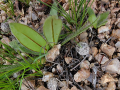 Plagiobothrys arizonicus