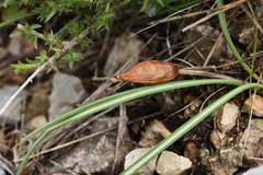 Crocus cancellatus mazziaricus