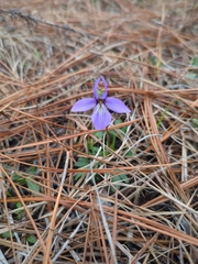 Viola pedata