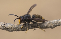 Vespa velutina nigrithorax