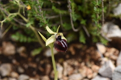 Ophrys sphegodes epirotica