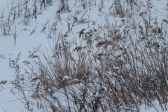 Phragmites australis