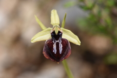 Ophrys sphegodes epirotica