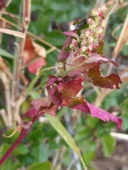 Chenopodiastrum murale