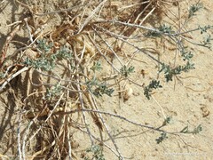 Malcolmia littorea