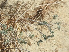 Malcolmia littorea